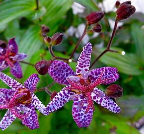Liliovka, hadí lilie 'Dark Beauty' - Tricyrtis formosana 'Dark Beauty'