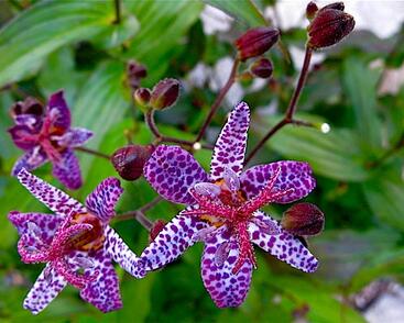 Liliovka, hadí lilie 'Dark Form'