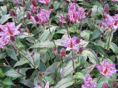 Liliovka, hadí lilie 'Dark Beauty' - Tricyrtis formosana 'Dark Beauty'