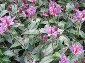 Liliovka, hadí lilie 'Dark Form' - Tricyrtis formosana 'Dark Form'
