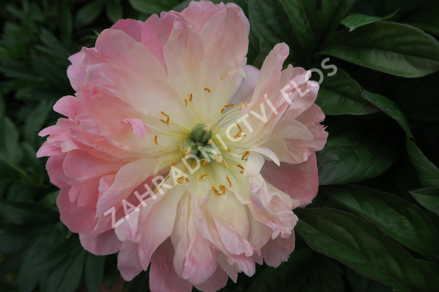 Pivoňka bělokvětá 'Pink Hawaiian Coral' - Paeonia lactiflora 'Pink Hawaiian Coral'