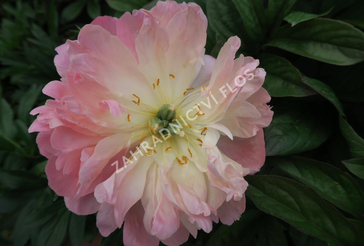 Pivoňka bělokvětá 'Pink Hawaiian Coral' - Paeonia lactiflora 'Pink Hawaiian Coral'