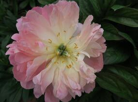 Pivoňka bělokvětá 'Pink Hawaiian Coral' - Paeonia lactiflora 'Pink Hawaiian Coral'
