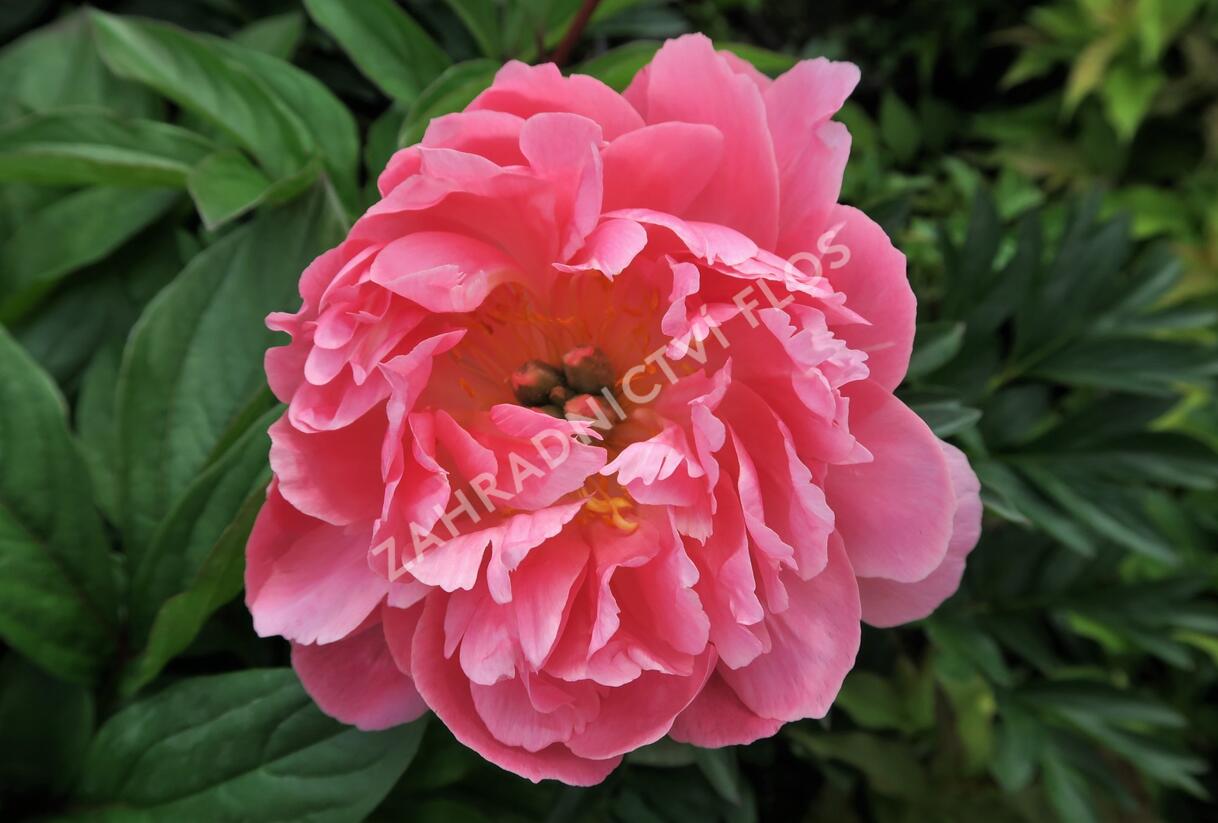 Pivoňka bělokvětá 'Pink Hawaiian Coral' - Paeonia lactiflora 'Pink Hawaiian Coral'
