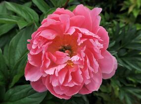 Pivoňka bělokvětá 'Pink Hawaiian Coral' - Paeonia lactiflora 'Pink Hawaiian Coral'