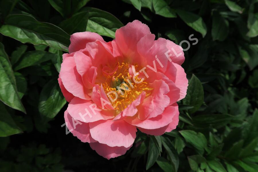 Pivoňka bělokvětá 'Paula Fay' - Paeonia lactiflora 'Paula Fay'