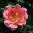 Pivoňka bělokvětá 'Paula Fay' - Paeonia lactiflora 'Paula Fay'