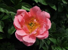 Pivoňka bělokvětá 'Paula Fay' - Paeonia lactiflora 'Paula Fay'