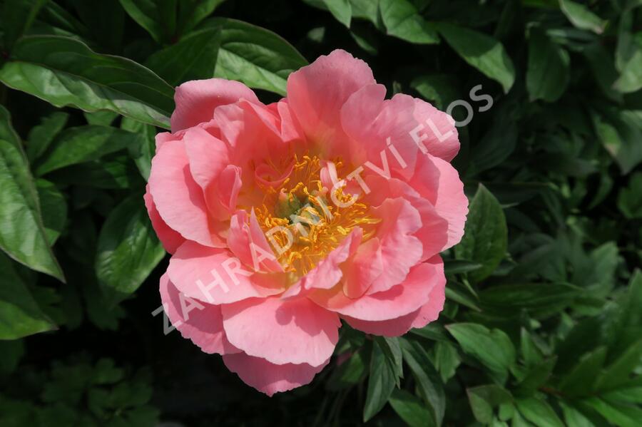 Pivoňka bělokvětá 'Paula Fay' - Paeonia lactiflora 'Paula Fay'