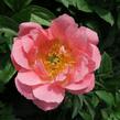 Pivoňka bělokvětá 'Paula Fay' - Paeonia lactiflora 'Paula Fay'