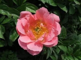 Pivoňka bělokvětá 'Paula Fay' - Paeonia lactiflora 'Paula Fay'