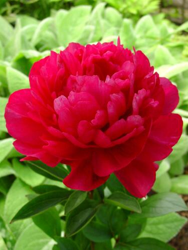 Pivoňka bělokvětá 'Kansas' - Paeonia lactiflora 'Kansas'