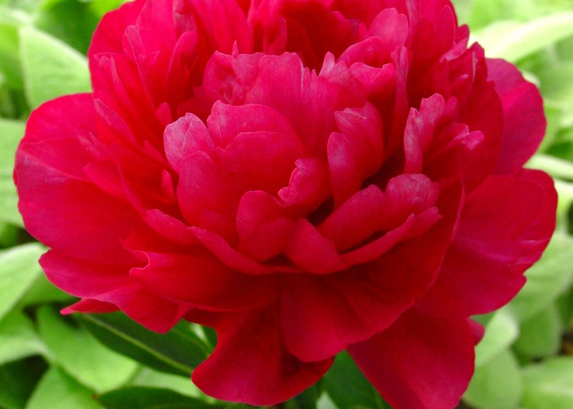 Pivoňka bělokvětá 'Kansas' - Paeonia lactiflora 'Kansas'