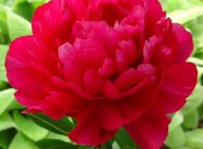 Pivoňka bělokvětá 'Kansas' - Paeonia lactiflora 'Kansas'