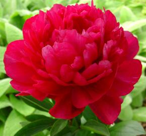 Pivoňka bělokvětá 'Kansas' - Paeonia lactiflora 'Kansas'