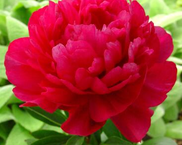 Pivoňka bělokvětá 'Kansas'