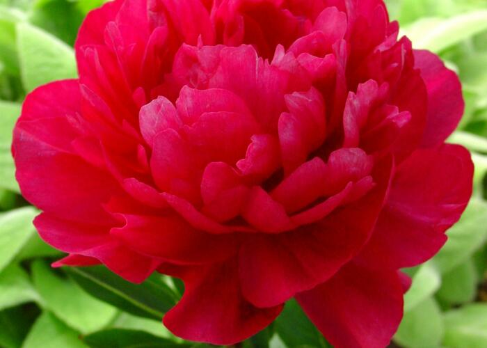 Pivoňka bělokvětá 'Kansas' - Paeonia lactiflora 'Kansas'