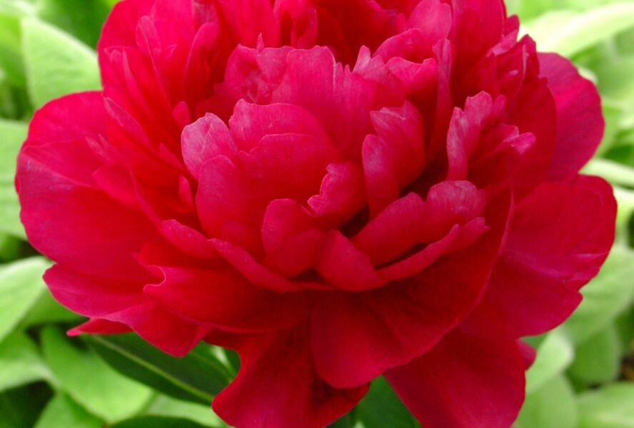 Pivoňka bělokvětá 'Kansas' - Paeonia lactiflora 'Kansas'