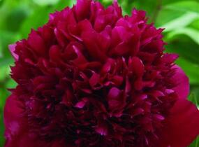 Pivoňka bělokvětá 'Red Charm' - Paeonia lactiflora 'Red Charm'