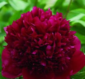 Pivoňka bělokvětá 'Red Charm' - Paeonia lactiflora 'Red Charm'