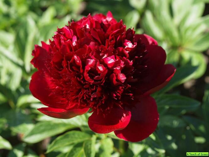 Pivoňka bělokvětá 'Red Charm' - Paeonia lactiflora 'Red Charm'