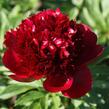 Pivoňka bělokvětá 'Red Charm' - Paeonia lactiflora 'Red Charm'