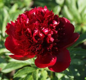 Pivoňka bělokvětá 'Red Charm' - Paeonia lactiflora 'Red Charm'