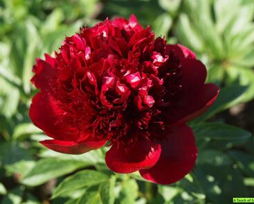 Pivoňka bělokvětá 'Red Charm'