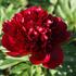 pivonka-belokveta-red-charm.jpg