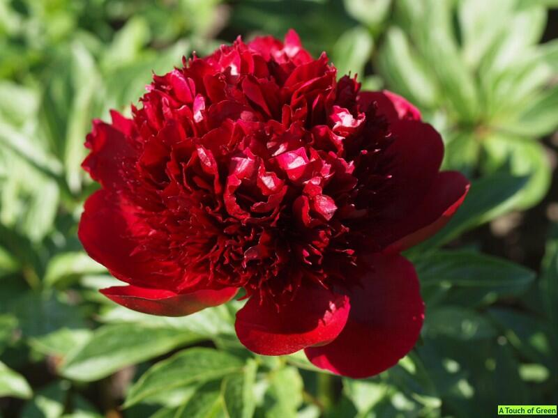 Pivoňka bělokvětá 'Red Charm' - Paeonia lactiflora 'Red Charm'