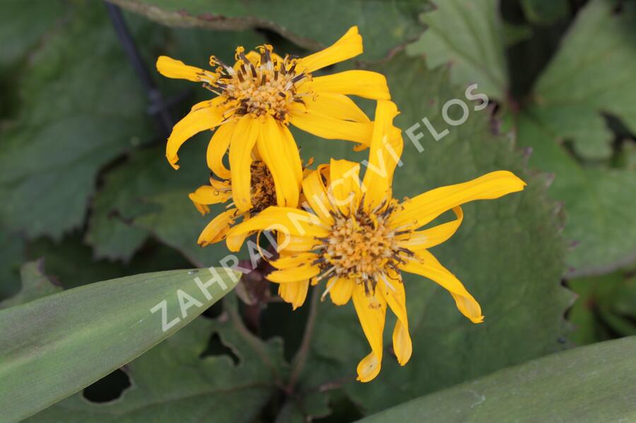 Popelivka zoubkovaná 'Britt-Marie Crawford' - Ligularia dentata 'Britt-Marie Crawford'