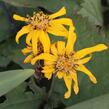 Popelivka zoubkovaná 'Britt-Marie Crawford' - Ligularia dentata 'Britt-Marie Crawford'