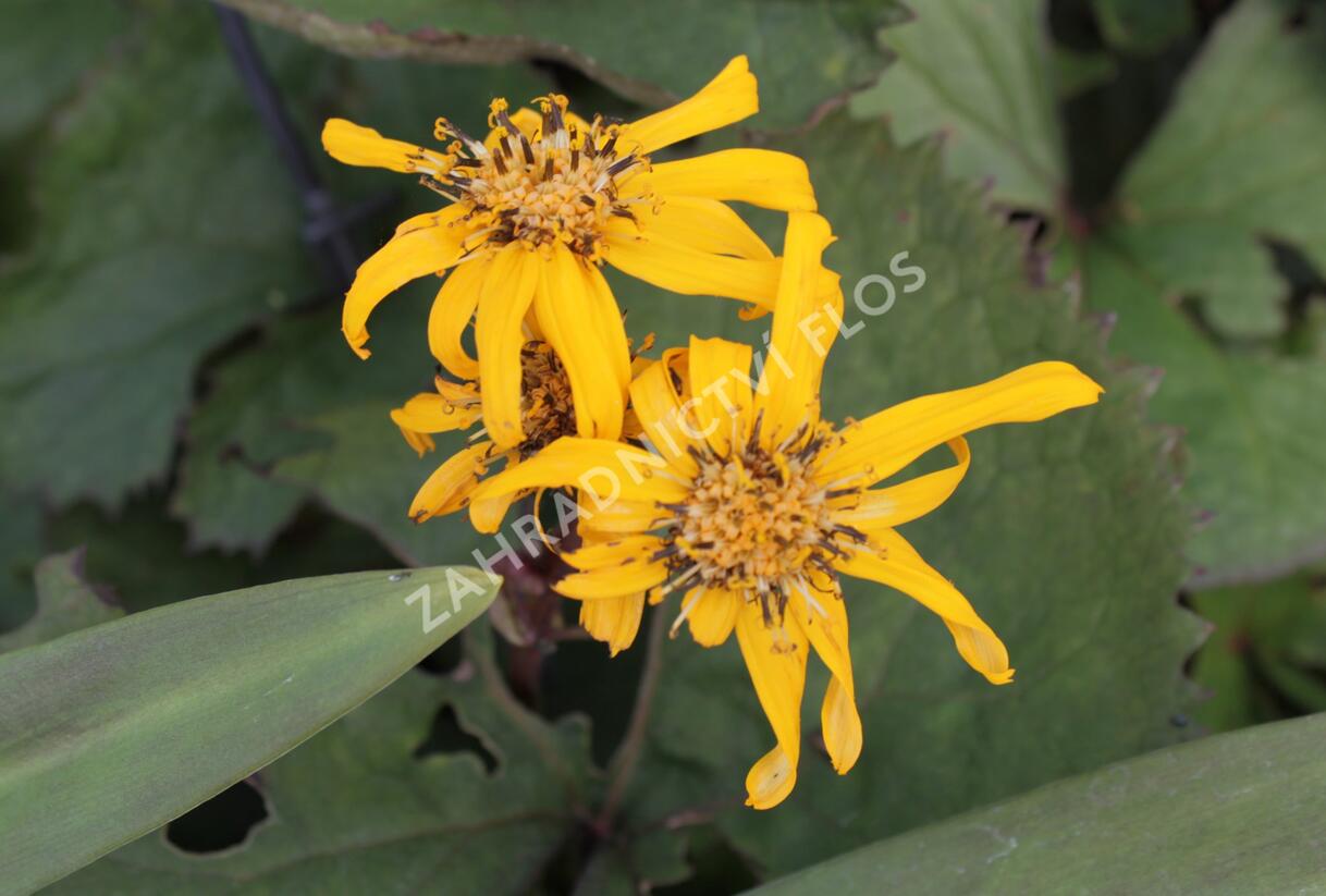 Popelivka zoubkovaná 'Britt-Marie Crawford' - Ligularia dentata 'Britt-Marie Crawford'