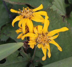 Popelivka zoubkovaná 'Britt-Marie Crawford' - Ligularia dentata 'Britt-Marie Crawford'