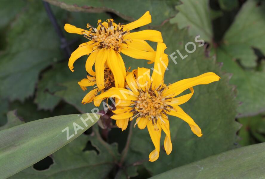 Popelivka zoubkovaná 'Britt-Marie Crawford' - Ligularia dentata 'Britt-Marie Crawford'