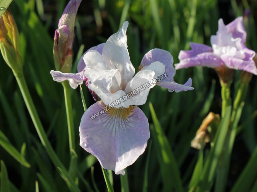 Kosatec sibiřský 'Pleasures of May' - Iris sibirica 'Pleasures of May'