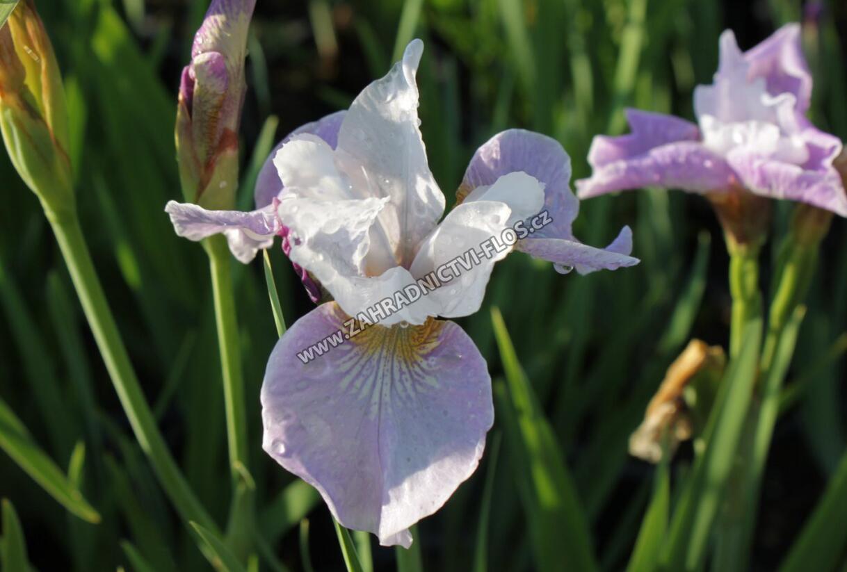 Kosatec sibiřský 'Pleasures of May' - Iris sibirica 'Pleasures of May'