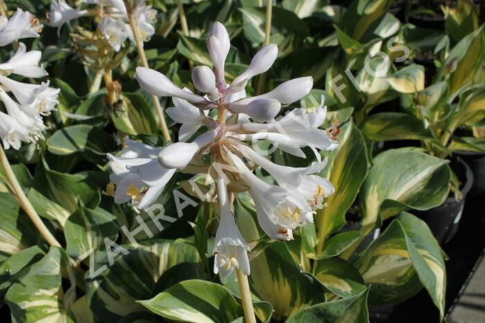 Bohyška 'Great Expectation' - Hosta 'Great Expectation'