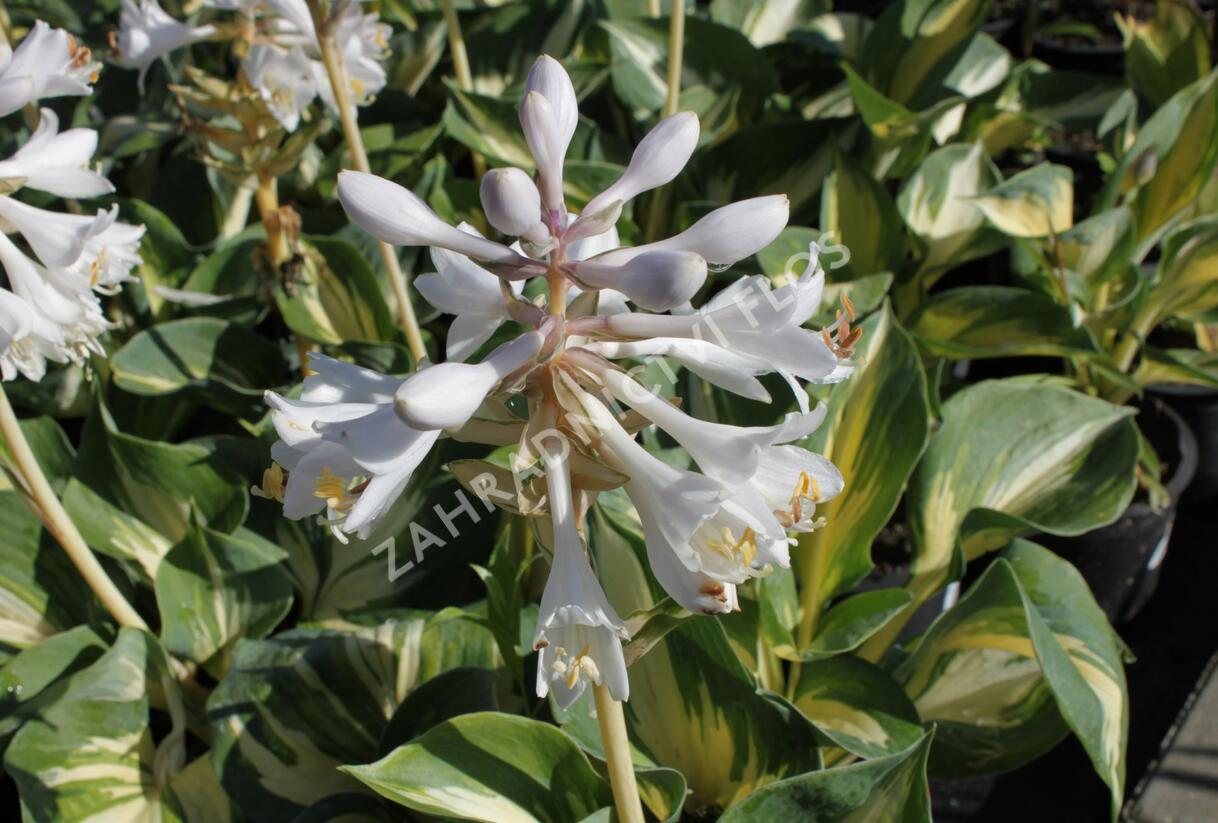 Bohyška 'Great Expectation' - Hosta 'Great Expectation'