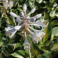 Bohyška 'Great Expectation' - Hosta 'Great Expectation'