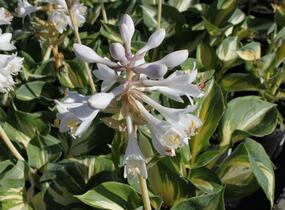 Bohyška 'Great Expectation' - Hosta 'Great Expectation'
