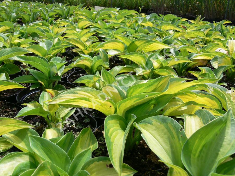 Bohyška 'Great Expectation' - Hosta 'Great Expectation'