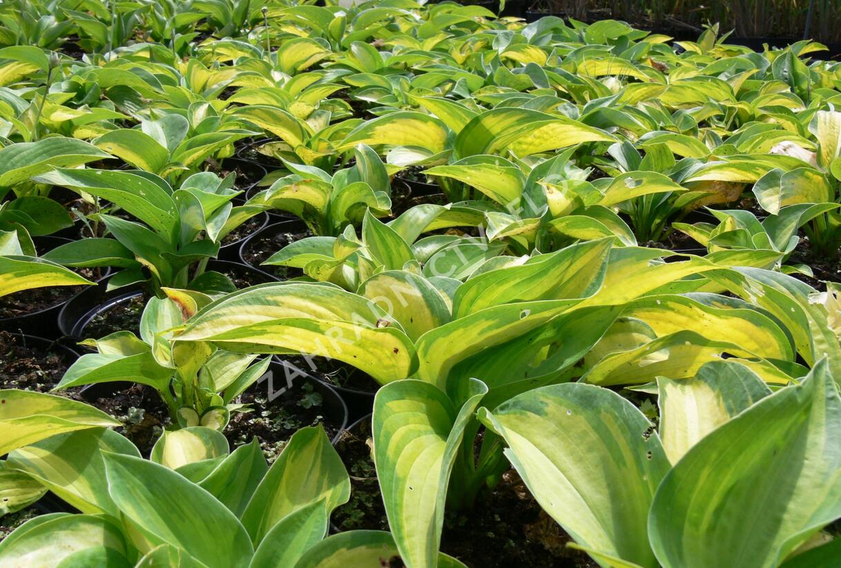 Bohyška 'Great Expectation' - Hosta 'Great Expectation'