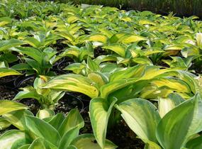 Bohyška 'Great Expectation' - Hosta 'Great Expectation'