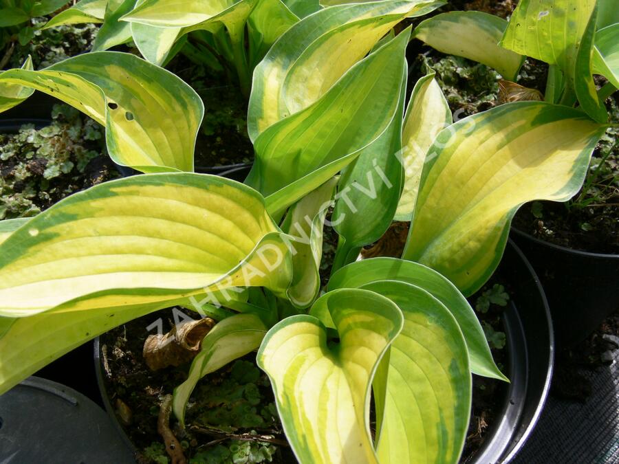 Bohyška 'Great Expectation' - Hosta 'Great Expectation'