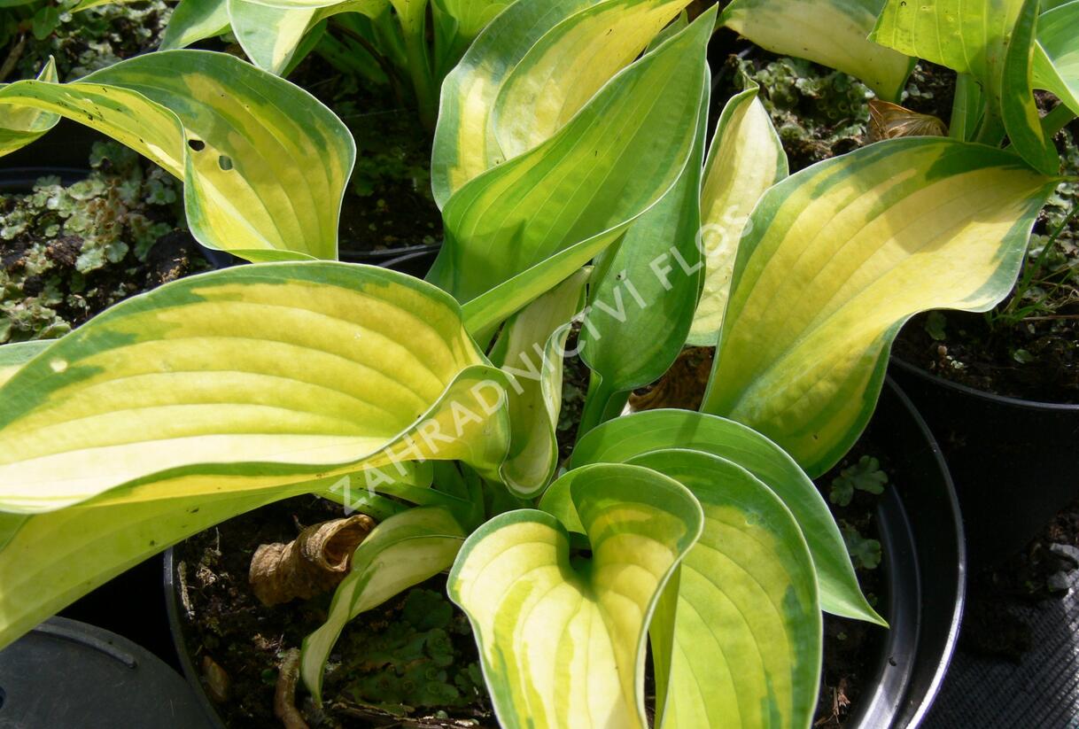 Bohyška 'Great Expectation' - Hosta 'Great Expectation'