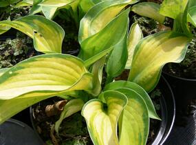 Bohyška 'Great Expectation' - Hosta 'Great Expectation'