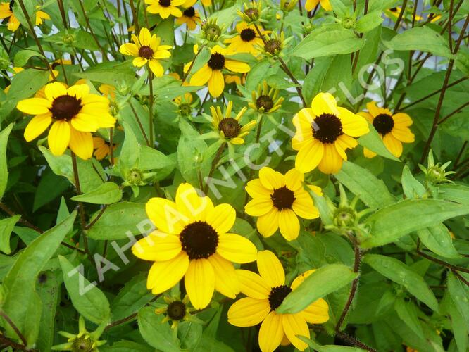 Třapatka trojlaločná - Rudbeckia triloba