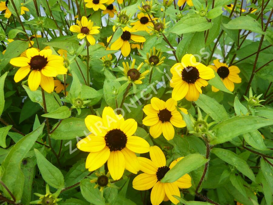 Třapatka trojlaločná - Rudbeckia triloba