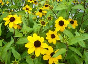 Třapatka trojlaločná - Rudbeckia triloba